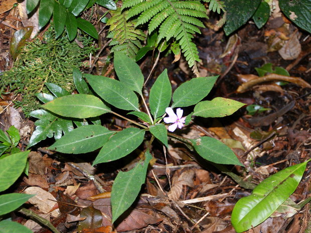 Бальзамин Impatiens platypetala (Balsam Kinabalu / Balsaminaceae) 