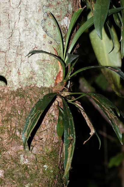 Борнео. Орхидея на дереве