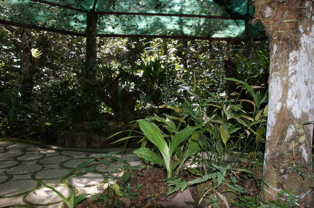 Ботанический сад на Кинабалу