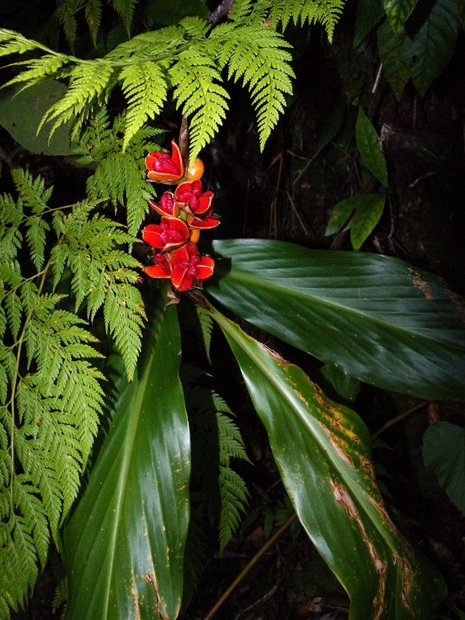 Гедихиум длиннорожковый (Hedychium longicornutum / Hornbill's Ginger, Perched Gingerwort)