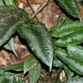 Красивые листья на Кинабалу (Schismatoglottis)