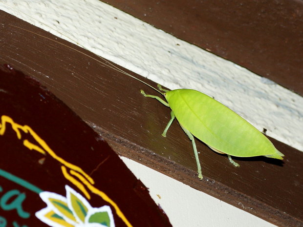 Кузнечик-листовидка (Leaf Katydid (Phyllomimus sp. cf sinicus, Pseudophyllinae, Tettigoniidae) - ?