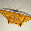 Ночная бабочка Пяденица Thinopteryx crocoptera