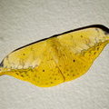 Ночная бабочка Серпокрылка Tridrepana flava