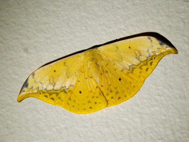 Ночная бабочка Серпокрылка Tridrepana flava