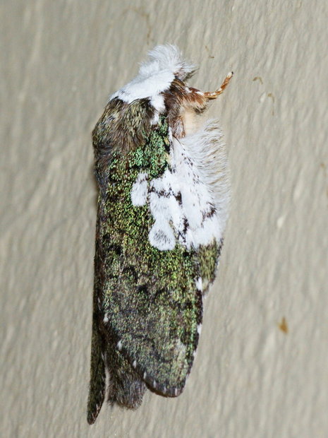 Ночная бабочка Syntypisitis comatus 