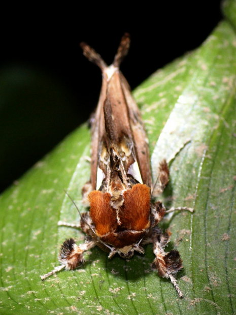 Ночная бабочка  Ginshachia gemmifera