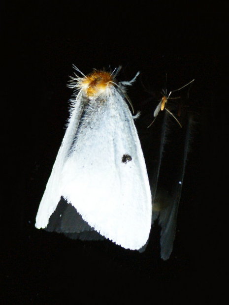 Ночная бабочка и комар
