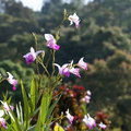 Орхидеи (Arundina graminifolia)