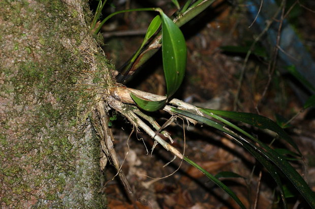 Орхидеи на Борнео