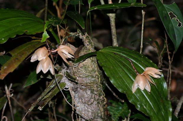 Орхидеи в джунглях Кинабалу