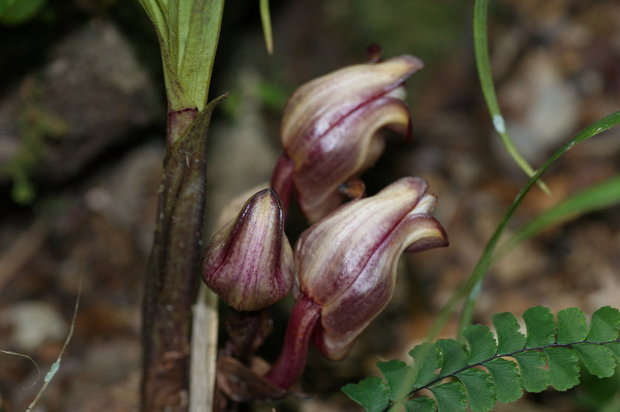 Орхидея Acanthephippium javanicum 