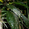 Орхидея в лесу
