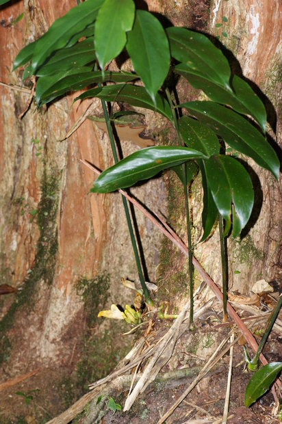 Растение Амомум (Amomum kinabaluense)