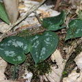 Растение Сциндапсус расписной / Scindapsus pictus