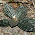 Растение (Phyllagathis cavaleriei - ?)