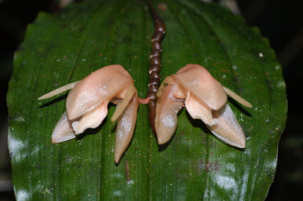 Цветы орхидеи (Coelogyne monilirachis)