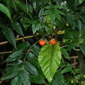 Ягоды, похожие на клубнику - Малина азиатская (Rubus fraxinifolius)