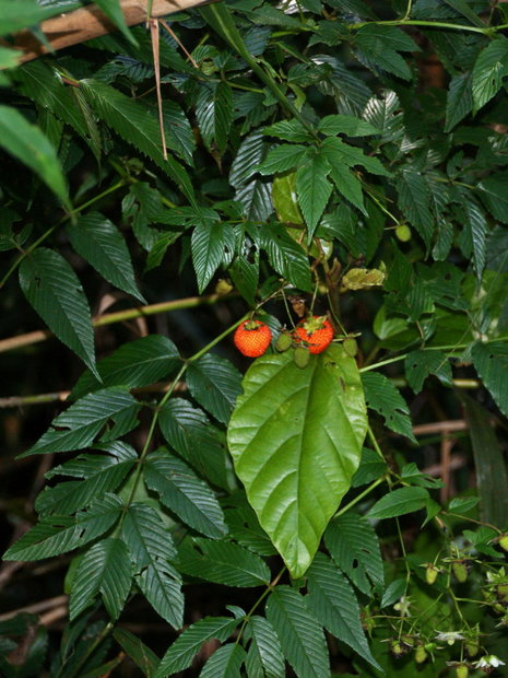 Ягоды, похожие на клубнику - Малина азиатская (Rubus fraxinifolius)