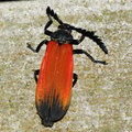 Жук-краснокрыл (Net-wing Beetle / Lycidae)