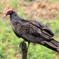 Гриф-индейка (Turkey Vulture / Zopilote cabecirrojo / Cathartes aura)