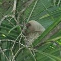 Ленивец на пальме