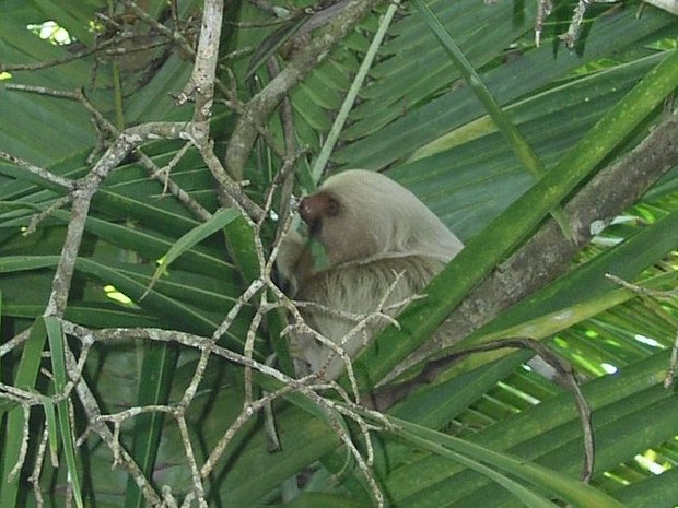 Ленивец на пальме
