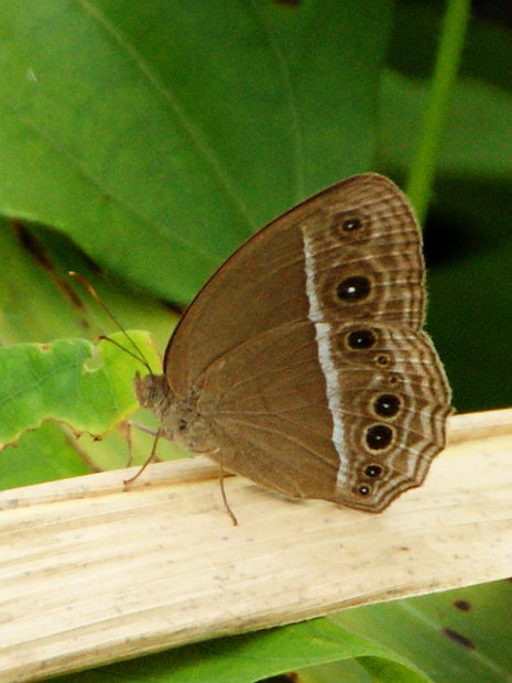Бабочка (Mycalesis mineus macromalayana) 