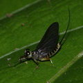 Козявка - Подёнка (Ephemeroptera)