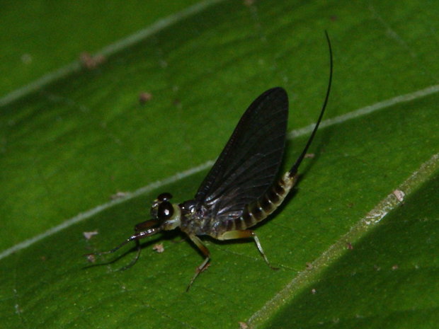 Козявка - Подёнка (Ephemeroptera)