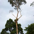 На этом дереве сидит белка-летяга