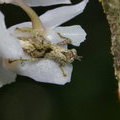Нимфа кузнечика на орхидее