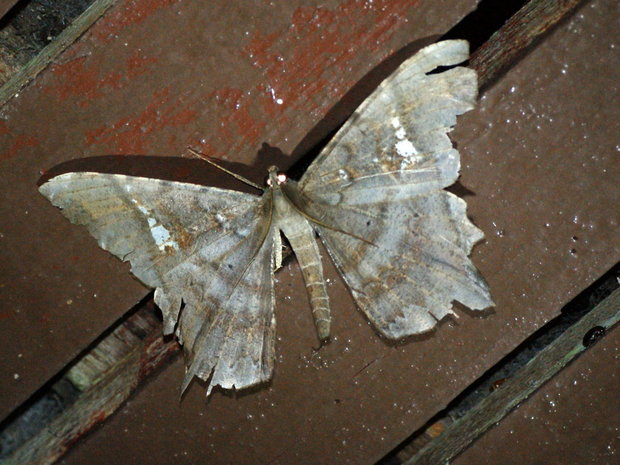 Ночная бабочка Amblychia infoveata