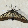 Ночная бабочка лжепестрянка Syntomoides imaon
