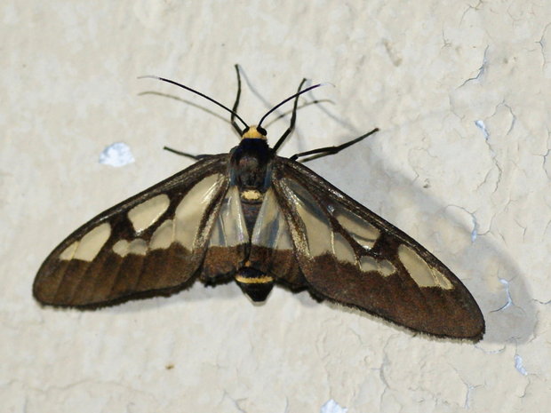 Ночная бабочка лжепестрянка Syntomoides imaon