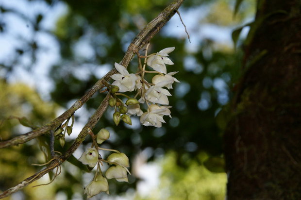 Цветущий дендробиум в лесу на Борнео