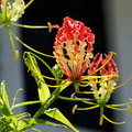 Глориоза роскошная (Gloriosa superba)