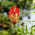 Глориоза роскошная (Gloriosa superba)