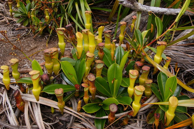Nepenthes pervillei  (Mount Copolia, Morne)
