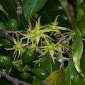 Цветы дерева Полиалтия длиннолистная (Polyalthia longifolia) 
