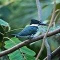 Амазонский зеленый зимородок (Chloroceryle amazona / Amazon Kingfisher )