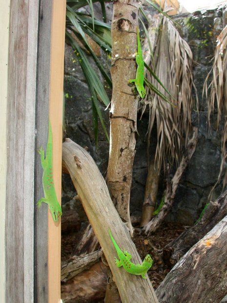 Вольер с фельзумами в Крокодилярии на Маврикии