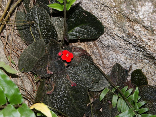 Дикий цветок (Эписция / Episcia)