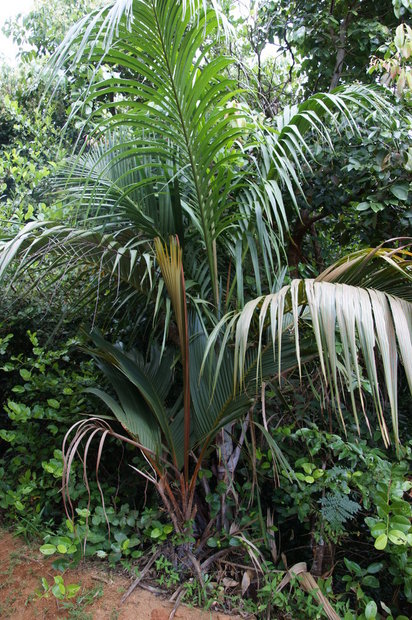 Эндемичная пальма (Latannyen Fey / Blattpalme / Phoenicophorium borsigianum)        