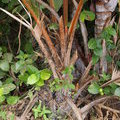 Колючая пальма Phoenicophorium borsigianum (Thief Palm)