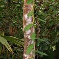 Лиана ванили (Vanilla planifolia)