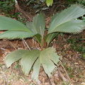 Молодая пальма Phoenicophorium borsigianum (Thief Palm)