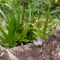Папоротник (Kapiler / Warzenfarn / Phymatodes scolopendria  - Microsporum scolopendrium)