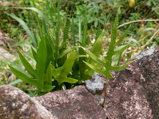 Папоротник (Kapiler / Warzenfarn / Phymatodes scolopendria  - Microsporum scolopendrium)