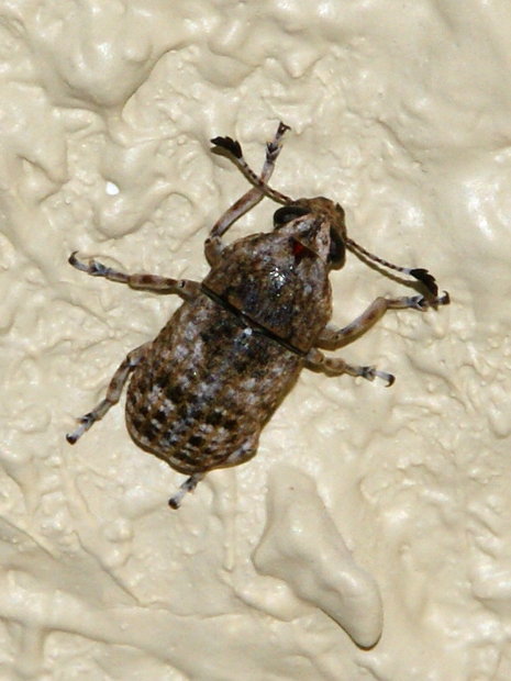 Сейшельский жук